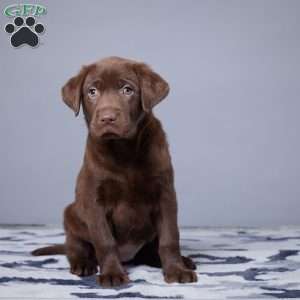 Lynette, Chocolate Labrador Retriever Puppy